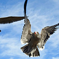  Grey Seagulls in Flight