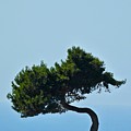 Leaning Pine